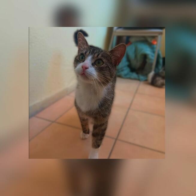 Kotek szuka domu