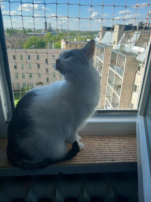 siatka na balkon dla kota, gołębie