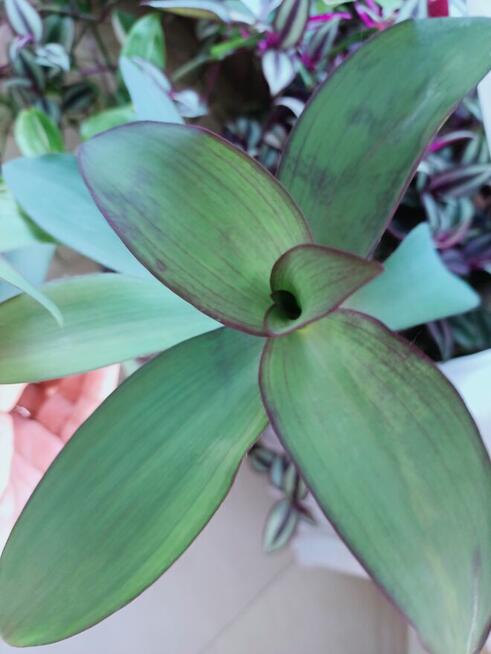 Trzykrotki kolekcjonerskie tradescantia Pallida Purple Heart