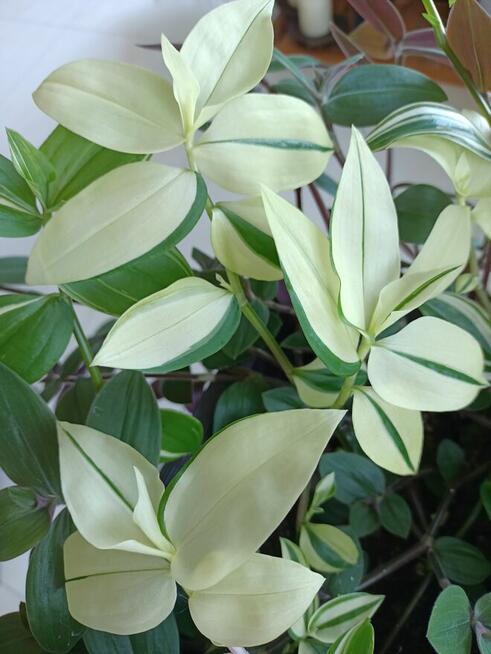 Trzykrotki kolekcjonerskie tradescantia Pallida Purple Heart