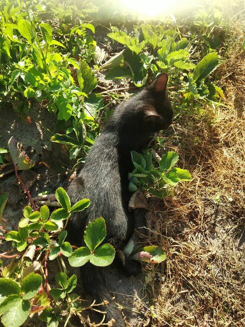 Oddam kota czarnego młody