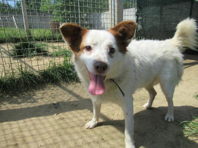 Uroczy MIESZKO szuka kochającego domu !!