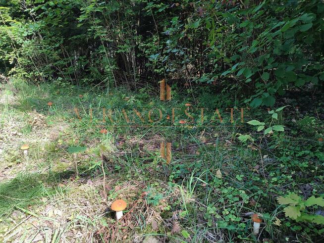 DZIAŁKA ROLNA/INWESTYCYJNA| 6,58HA |BLISKO JEZIORA