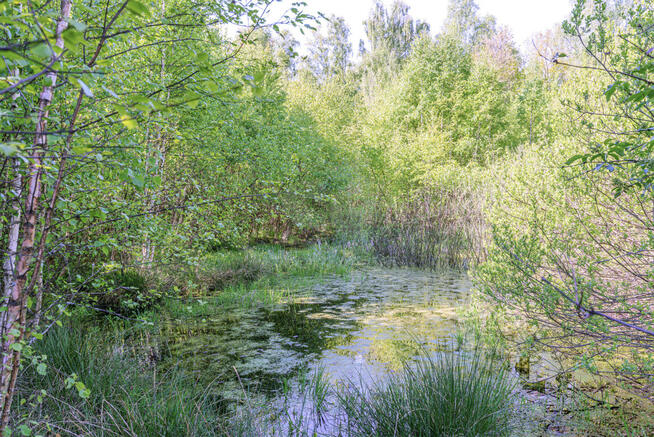 Działka rolna Skrzeszewo Żukowskie gm. Żukowo, Leśna