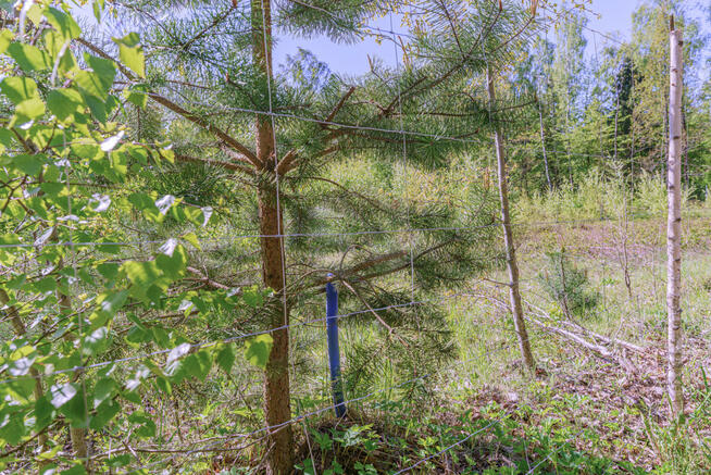 Działka rolna Skrzeszewo Żukowskie gm. Żukowo, Leśna