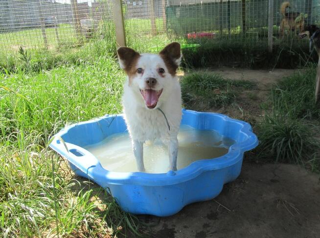 Uroczy MIESZKO szuka kochającego domu !!
