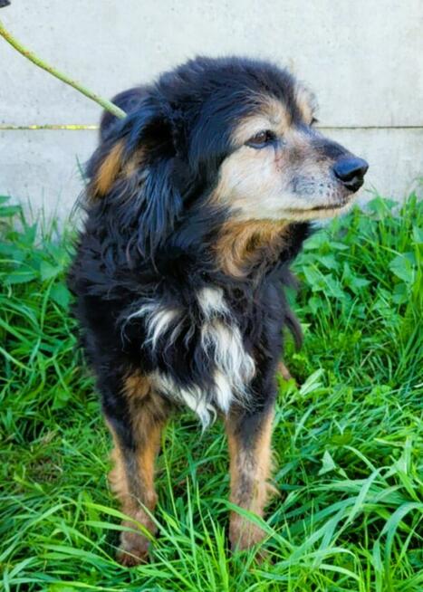 DZIADZIO - 12 lat na łańcuchu, teraz schronisko, ADOPTUJ!