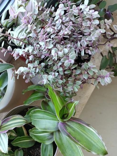 Trzykrotki kolekcjonerskie tradescantia Pallida Purple Heart