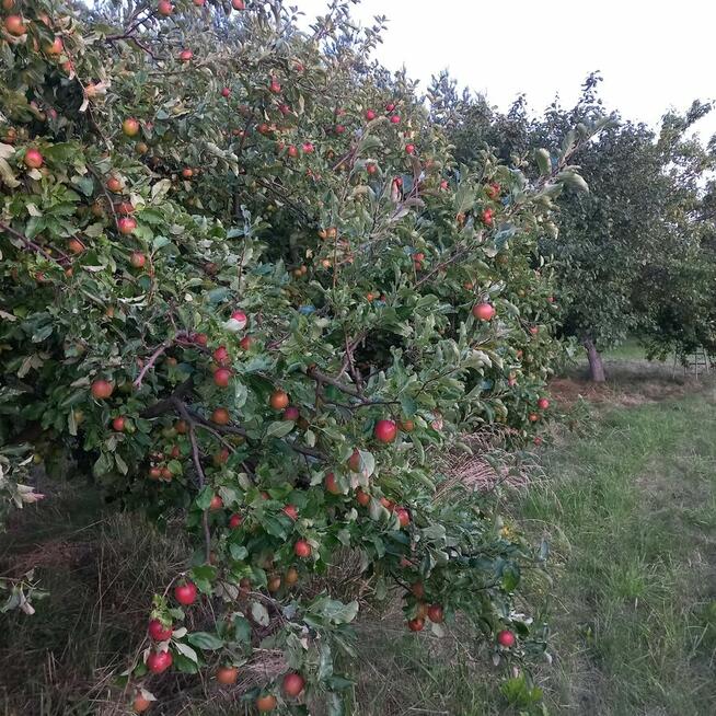 Sprzedam działkę budowlaną