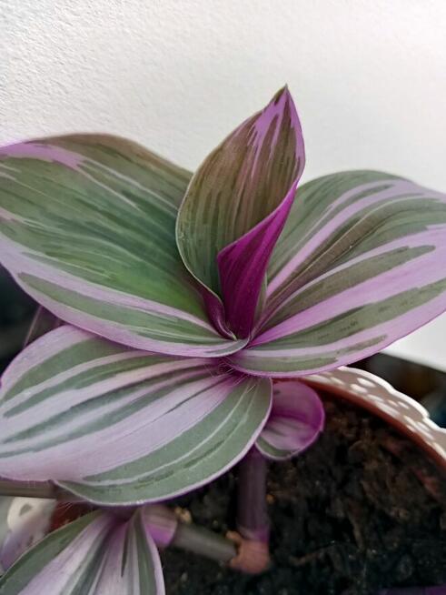 Trzykrotki kolekcjonerskie tradescantia Pallida Purple Heart