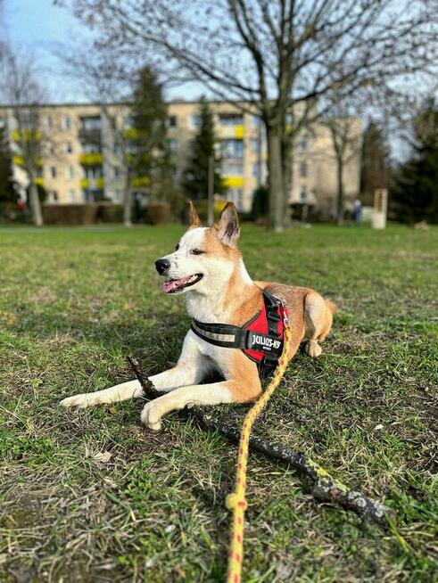 Piękna Luna PILNIE szuka kochającej rodziny