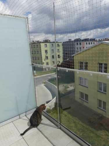 siatka na balkon dla kota, gołębie