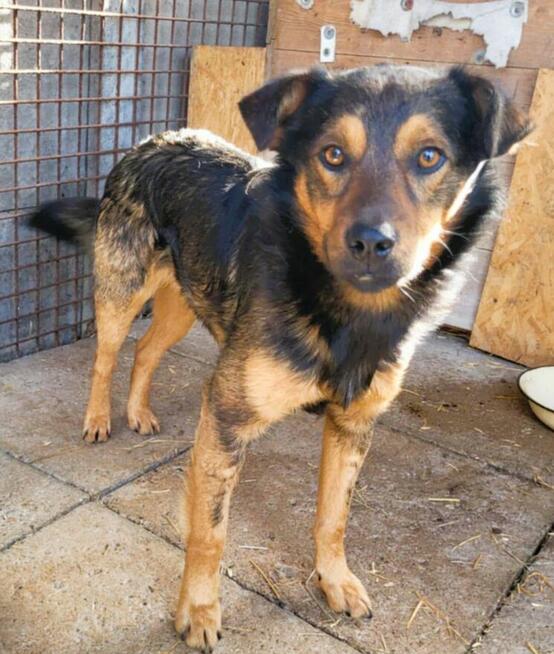 ZIUTEK - kochany psiak od roku czeka na dom