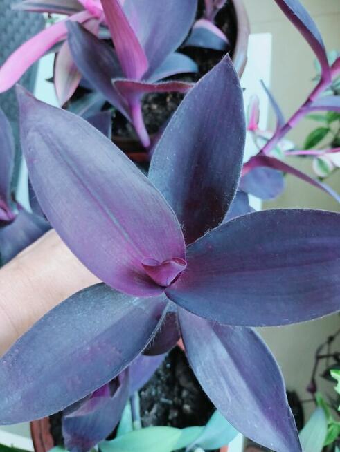 Trzykrotki kolekcjonerskie tradescantia Pallida Purple Heart