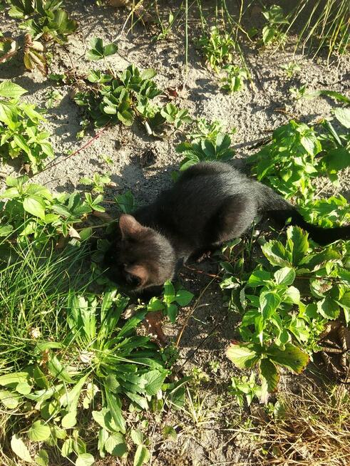 Oddam kota czarnego młody