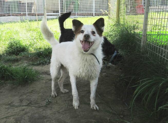 Cudny MIESZKO szuka kochającego domu !!