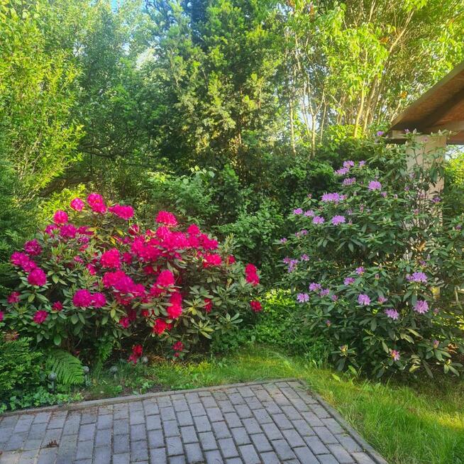 Sprzedam ogródek dzialkowy