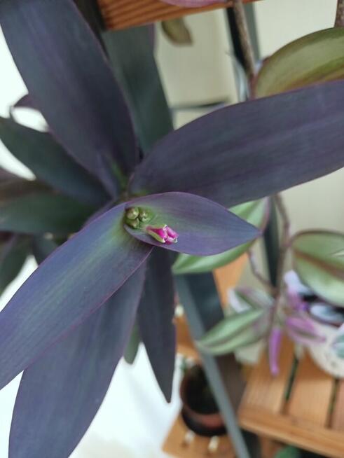 Trzykrotki kolekcjonerskie tradescantia Pallida Purple Heart