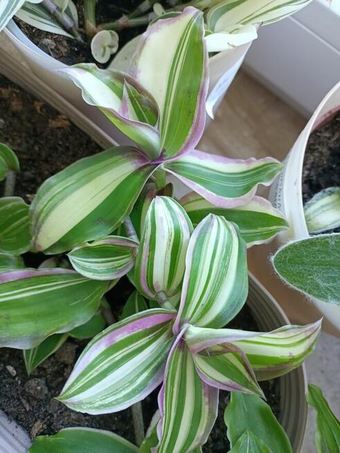 Trzykrotki kolekcjonerskie tradescantia Pallida Purple Heart