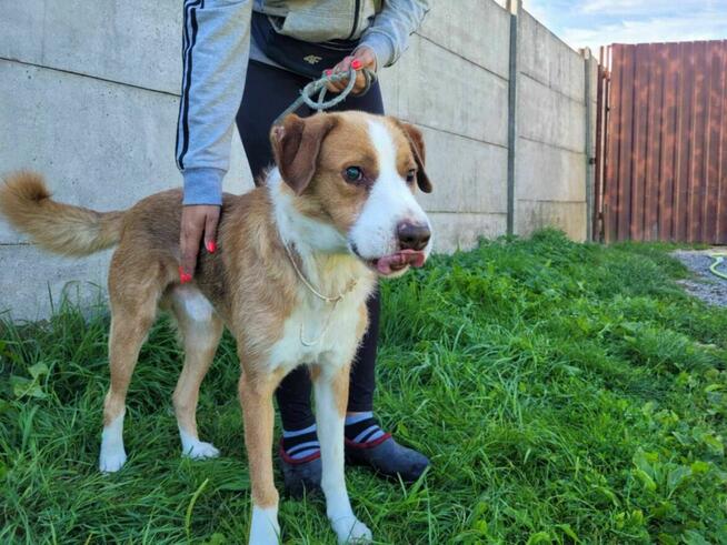 Wspaniały, przerażony, niewidomy ZEFIR szuka domu !!