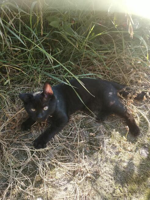 Oddam kota czarnego młody