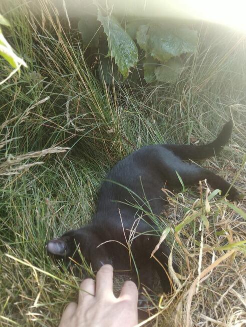 Oddam kota czarnego młody