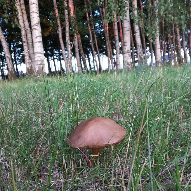 Sprzedam działkę budowlaną