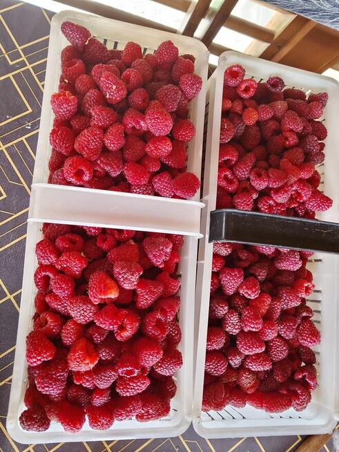 Maliny