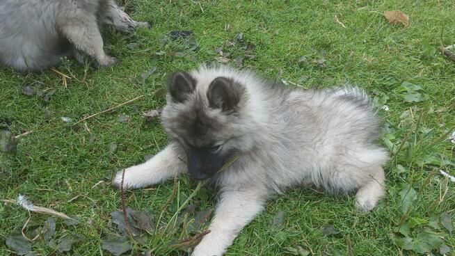 Szpic wilczy wolfspitz, szczeniaki, FCI zkwp