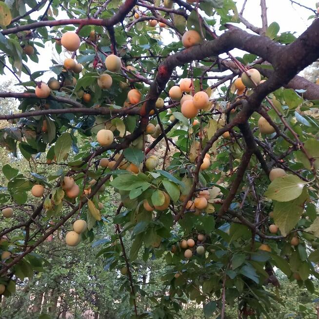 Sprzedam działkę budowlaną