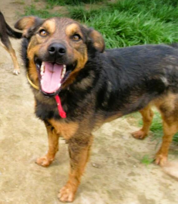 ZIUTEK - kochany psiak od roku czeka na dom