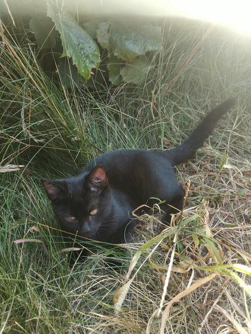 Oddam kota czarnego młody