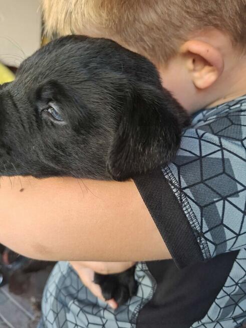 Labradory retriver FCI