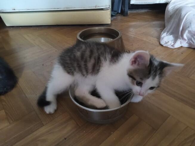 oddam koty 4-miesięczne