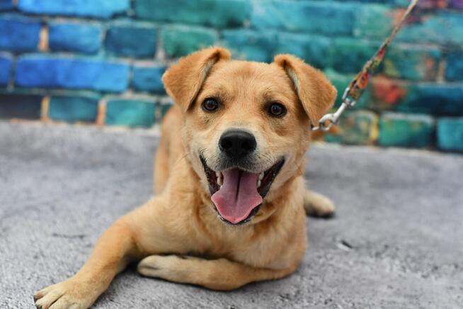 Młodziutki Fliper szuka rodzinki do pokochania!