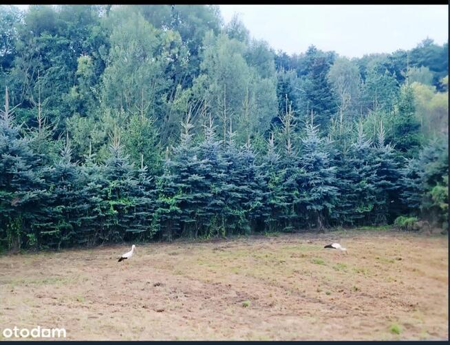 DOM MUROWANY DUŻY OGRÓD 50a JADOWNIKI MOKRE WIETRZYCHOWICE