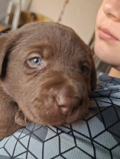 Labradory retriver FCI