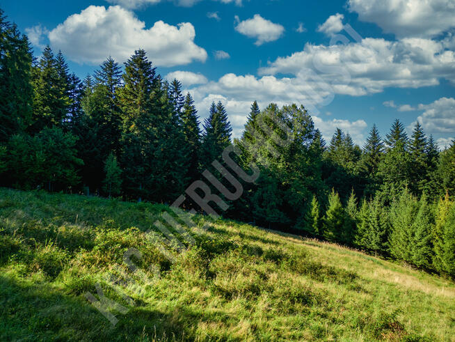 Działka budowlana przy lesie - atrakcyjna cena!
