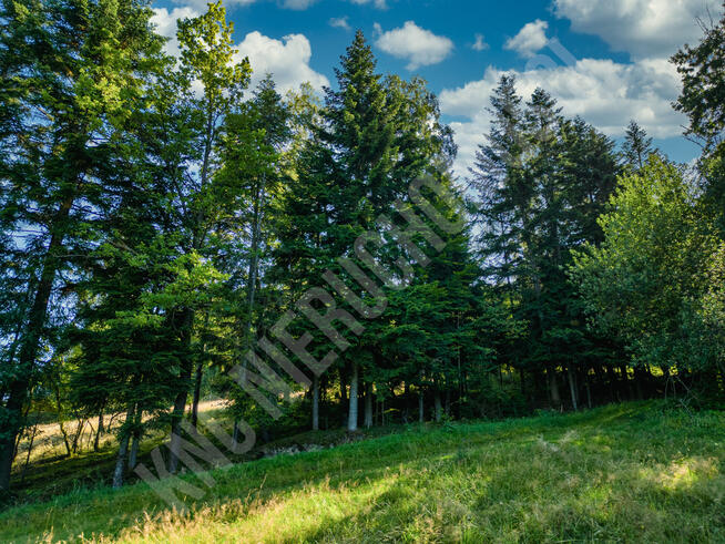 Działka budowlana przy lesie - atrakcyjna cena!