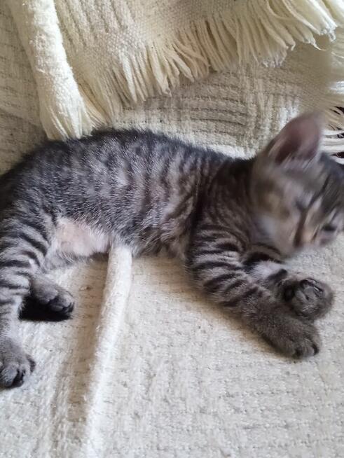 oddam koty 4-miesięczne