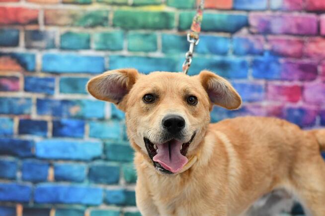 Młodziutki Fliper szuka rodzinki do pokochania!