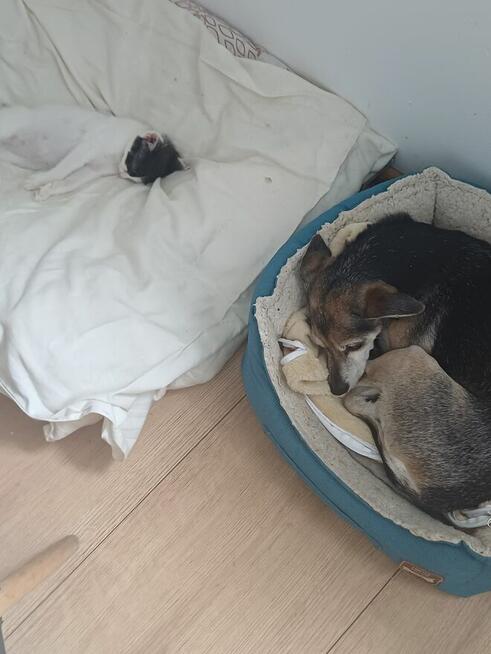 Opieka nad psem i kotem. Milo i niedrogo