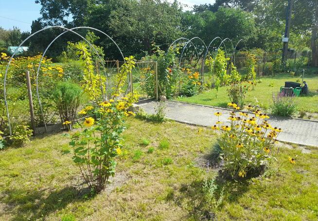 Działka ROD Hallera Gdańsk