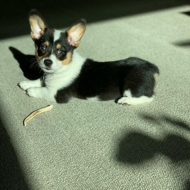 Szczenięta rasy Pembrokeshire Welsh Corgi