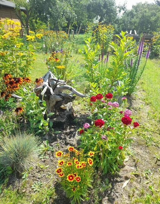 Działka ROD Hallera Gdańsk