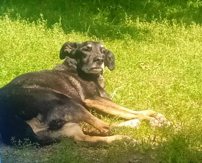 Kocha dzieci i aportowanie - 11 letni Pharell do adopcji!!