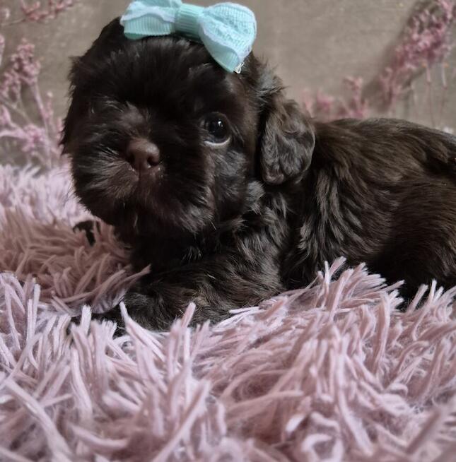 Cudowny czekoladowy chlopiec Shih-Tzu