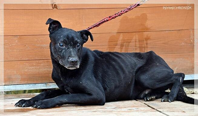 Bono – każdy pies zasługuje na to, by nie zostać zapomnianym