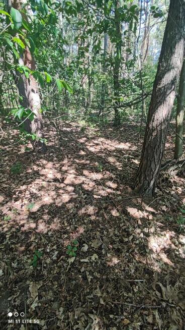 Sprzedam piękną leśną działkę budowlaną