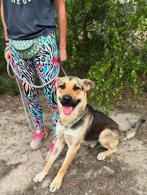 Magnus - młodziutki, wesoły psiak szuka domu!